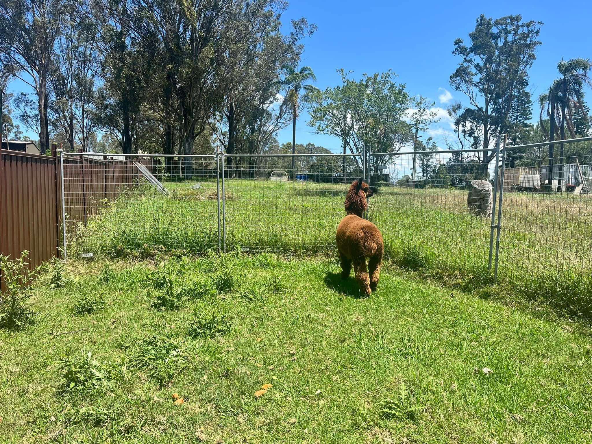 Animal health monitoring