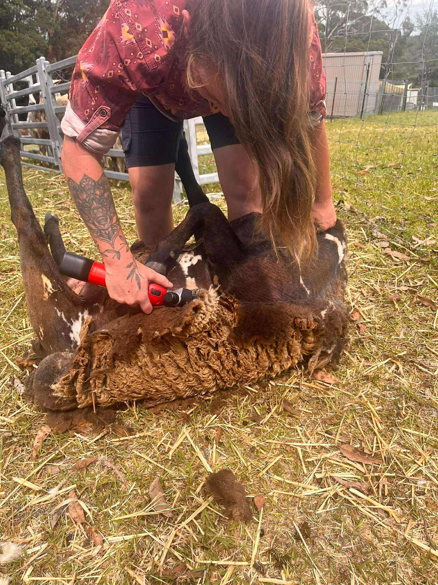 Professional shearing services