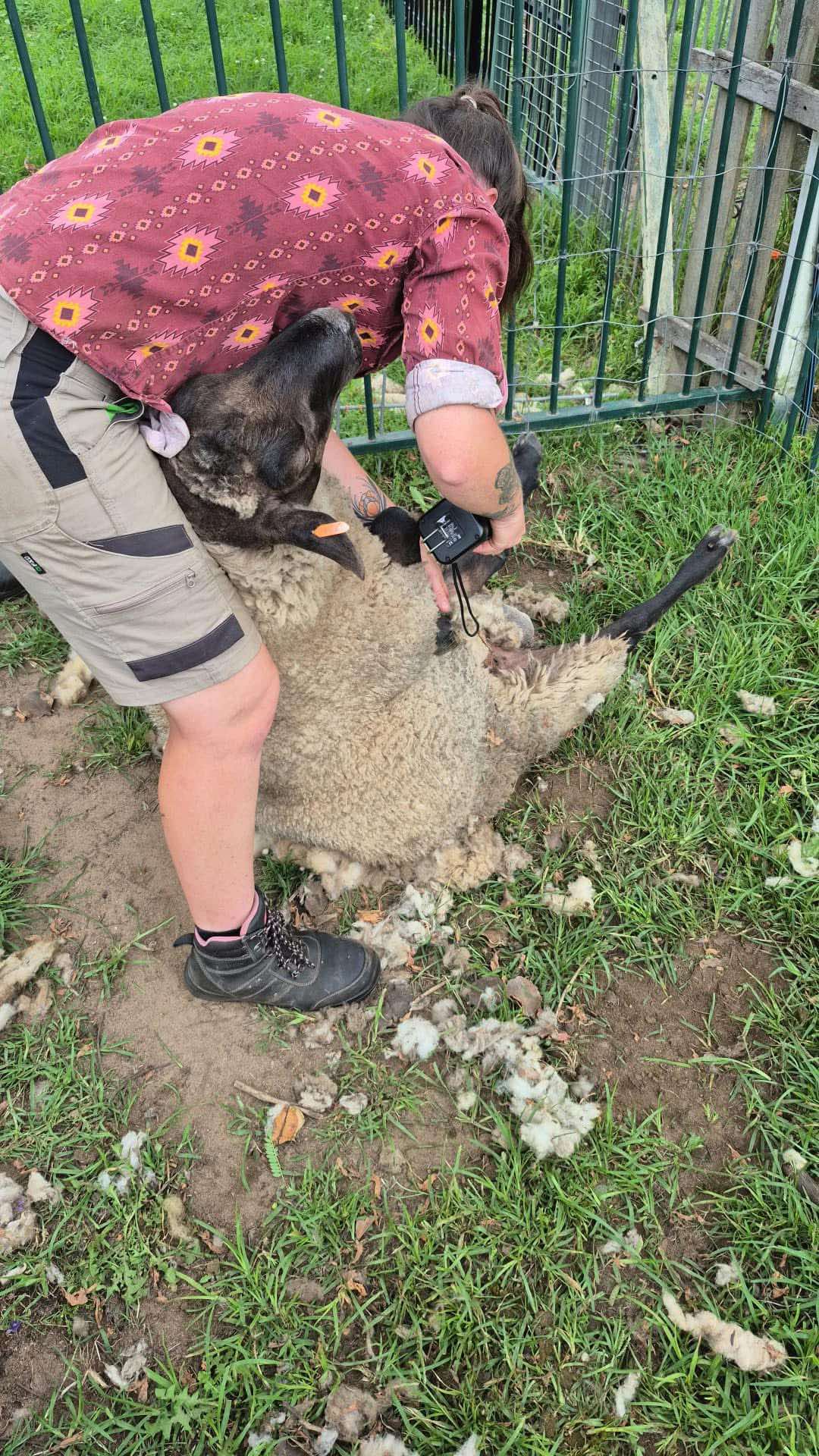 Professional animal care