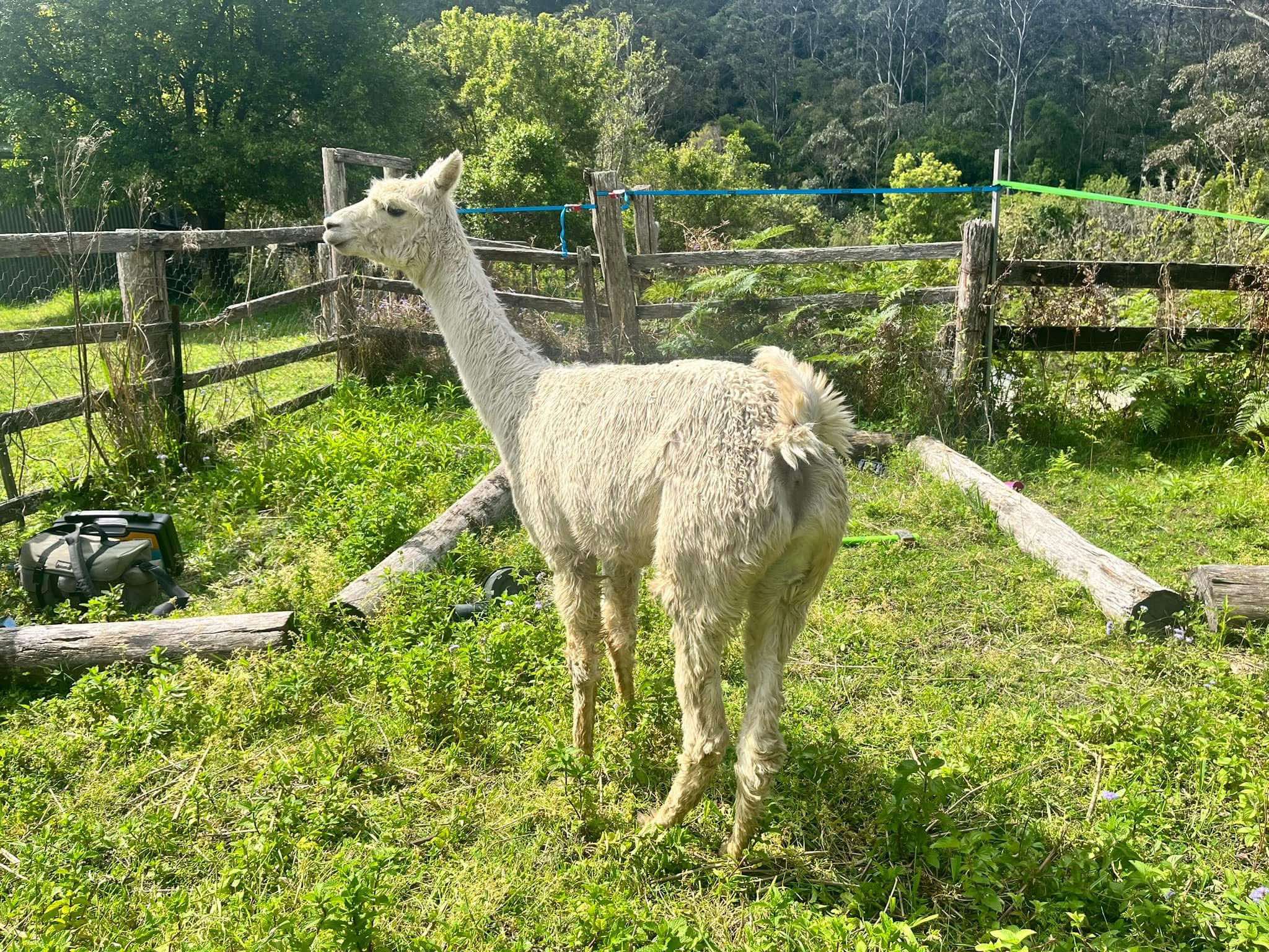 Livestock feeding and care