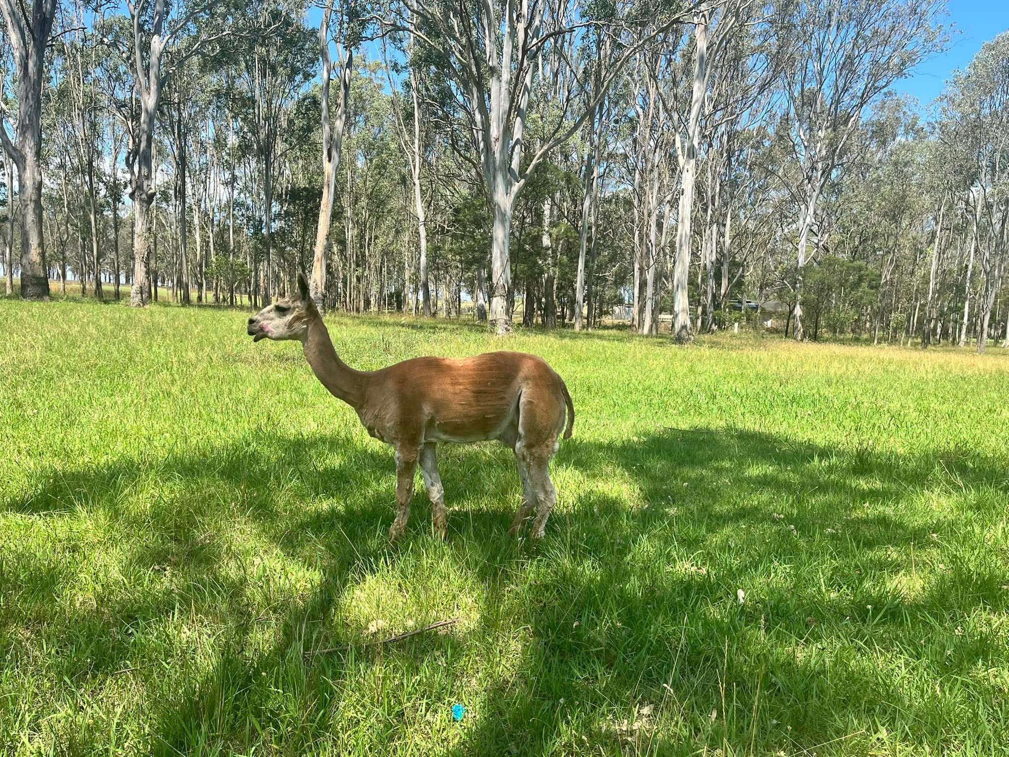 Livestock management
