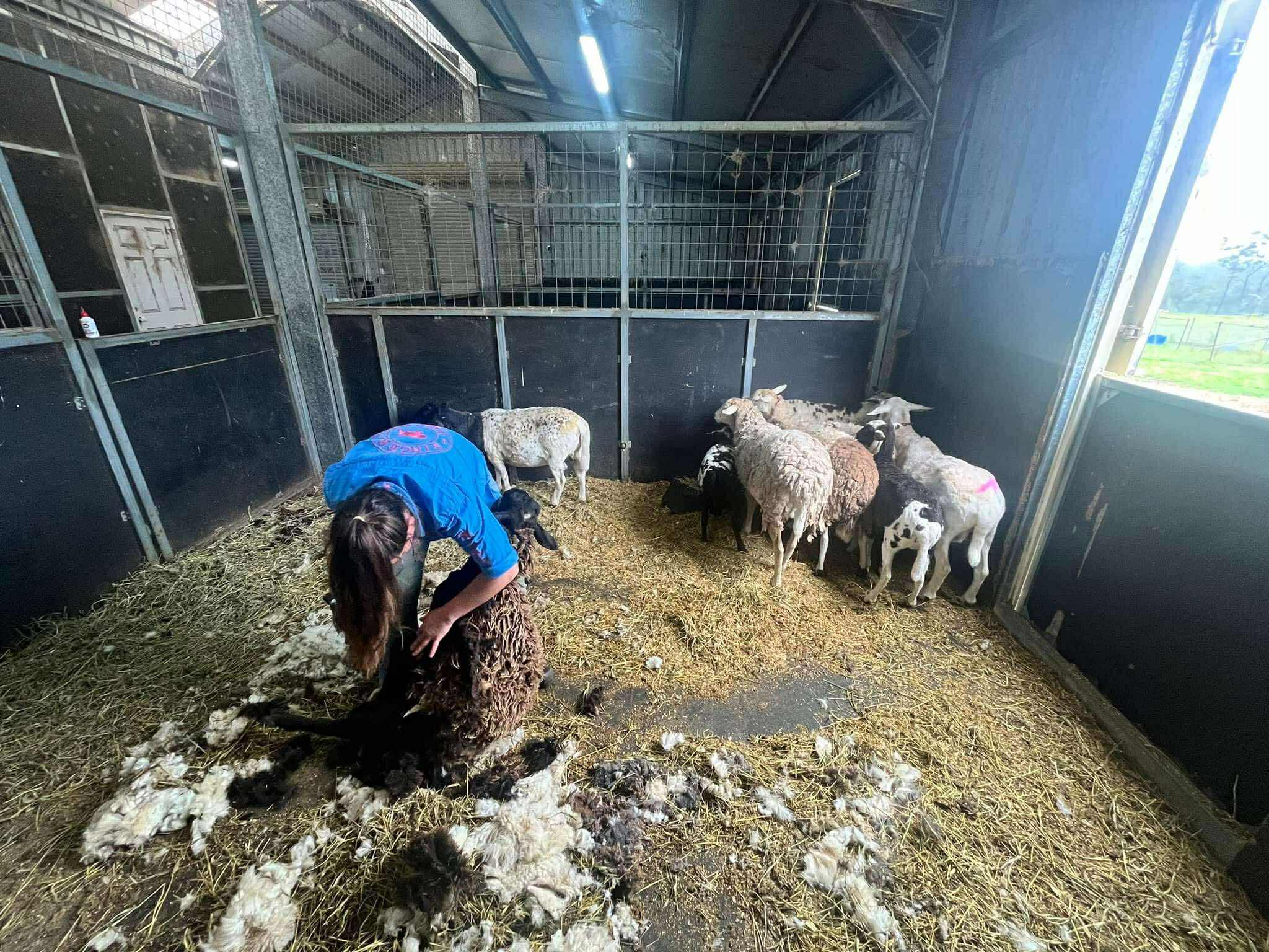 Professional sheep shearing services